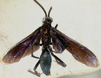 Media type: image;   Entomology 16337 Aspect: habitus dorsal view